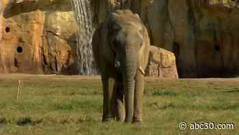 Fresno Chaffee Zoo to reopen to public on Friday