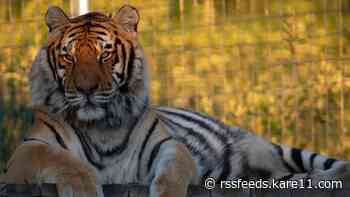 Minnesota tiger tests positive for COVID-19