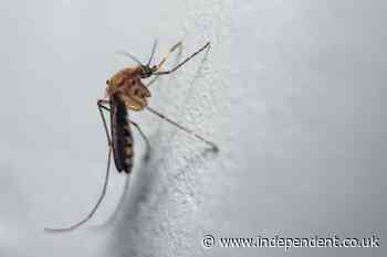 New malaria mosquito emerges in African cities