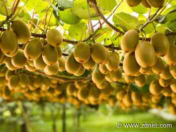 Global kiwifruit company Zespri signs five-year private cloud deal with SAP