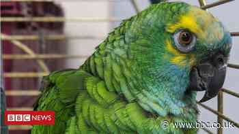 Crisp-loving Norfolk parrot flies again after diet