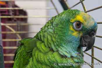 Bud the parrot slims down after crisps ban - St Helens Star