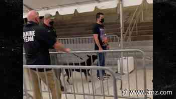 COVID-Sniffing Dogs Screen Fans at Miami Heat Game