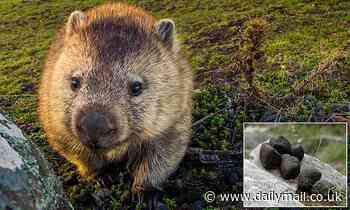 One of nature's greatest mysteries is finally explained: Why is wombat poo SQUARE?