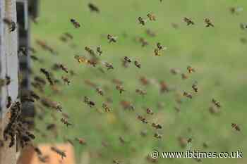 Truck unleashes thousands of angry bees on Texas highway after accident