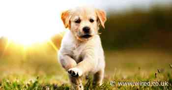 Fraudsters and thieves are cashing in on the pandemic puppy boom