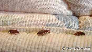 Toronto tops list of bed bug cities again but sightings are down amid COVID-19 - CP24 Toronto's Breaking News
