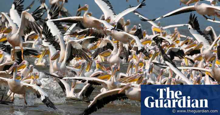 More than 700 pelicans found dead in Senegal world heritage site