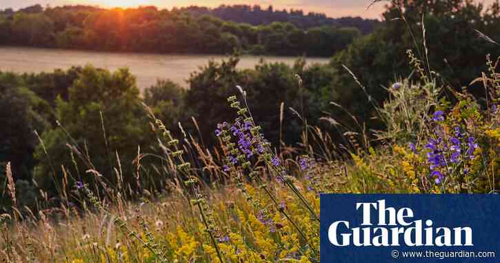 Flower power! The movement to bring back Britain's beautiful meadows