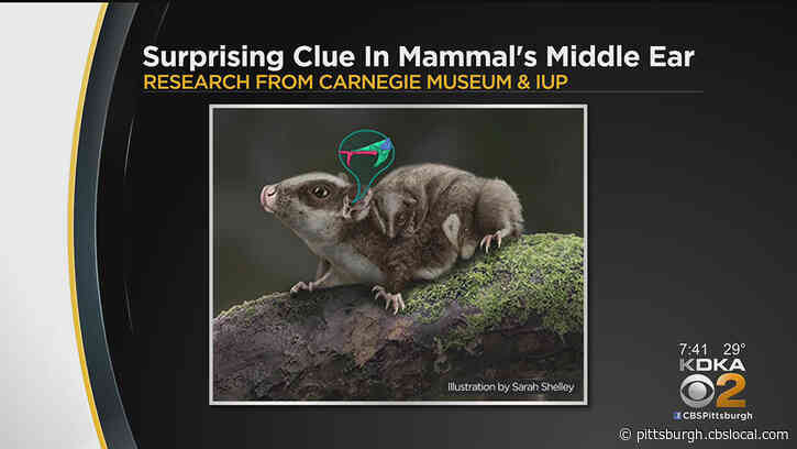 IUP And Carnegie Museum Of Natural History Find New Clue Surrounding Evolution Of Mammals