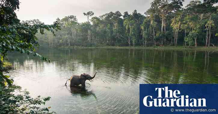 How much is an elephant worth? Meet the ecologists doing the sums