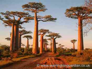 Agida launch children's art competition in Warrington - Warrington Guardian