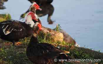 Muscovy Ducks Are Protected in Parts of Texas. A Houston Subdivision Is Debating Their Slaughter. - Texas Monthly
