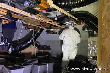 Cannabisplantage van 900 plantjes ontmanteld in Borgloon