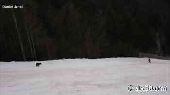 Brown bear chases skier, who escapes by throwing backpack on slope: VIDEO