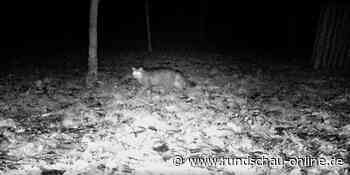 Mechernich: Viele Waldtiere leben im Freilichtmuseum Kommern - Kölnische Rundschau