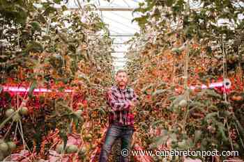 Lawrencetown greenhouse operation steadies cash flow by letting its light shine - Cape Breton Post