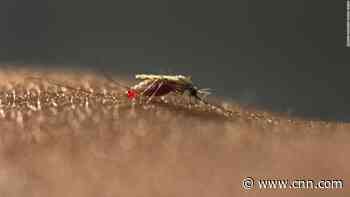 A new malaria mosquito is emerging, and experts are worried