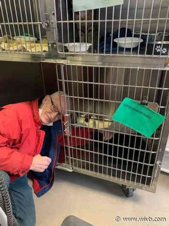 Homeless veteran helps stray cat