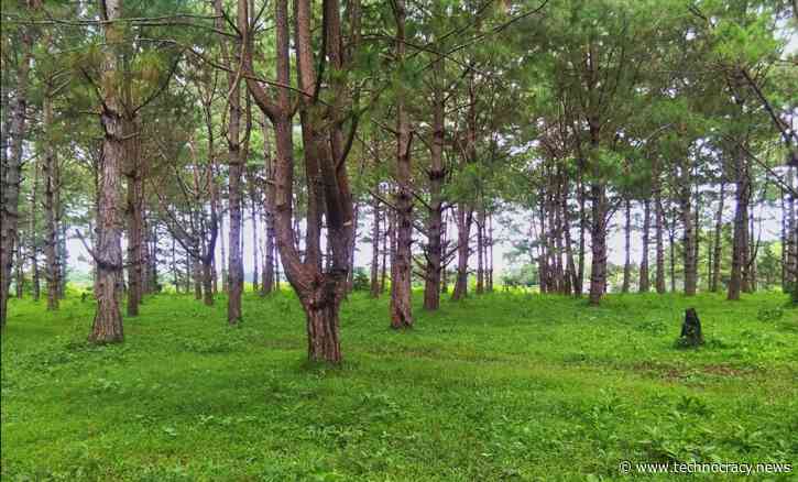 Forget Nature, Scientists Think They Can Grow Better Wood In Labs