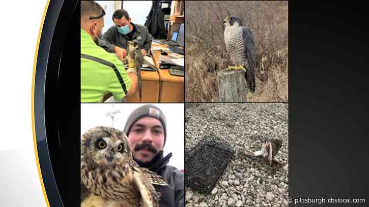Peregrine Falcon, 2 Owls Caught At Pittsburgh International Airport, Safely Relocated Back To The Wild