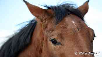 Drei Pferde in Heddesheim und Neckargemünd verletzt - Polizei sucht nach Tierquälern - SWR