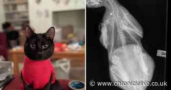 Anger after cat shot by 'idiot' with an airgun