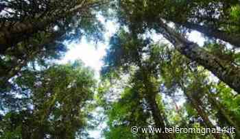 FORLI': Boschi urbani, entro l'estate verranno piantumati 3482 nuovi alberi - Teleromagna24