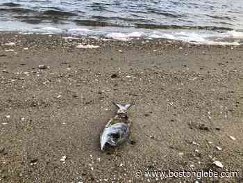 Dead fish washing up along beaches in Rhode Island, Connecticut, and New York - The Boston Globe