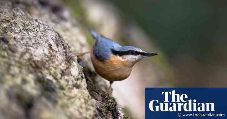 Country diary: small birds forage for food in the damp branches