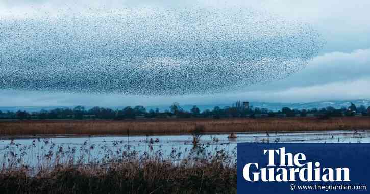 Eyes wide for the RSPB's Big Garden Birdwatch – a photo essay