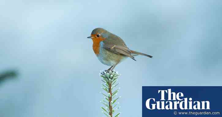 Tweeting appreciation: bird-watching groups take flight in lockdown