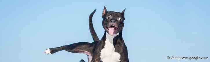 Lachen om taalfouten: van dubbelzinnige doordenkers tot hashtag-fails