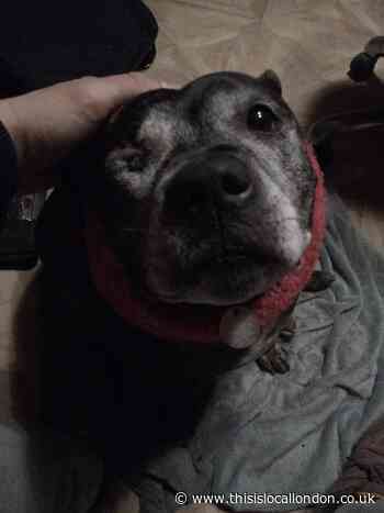 Dog loses eye in south London hit-and-run with van