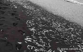 Varazón de sardinas se produjo en Caleta Maule de Coronel - Canal 9 Bío Bío Televisión