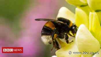 Legal threat over bee-harming pesticide use