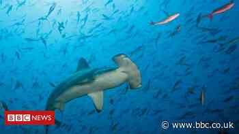 Extinction: 'Time is running out' to save sharks and rays