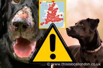 London dog owners warned about Alabama Rot disease