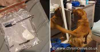 Crack cocaine, cash and a suspected stolen dog found in Barnard Castle raids