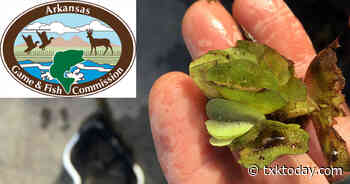 Invasive Plant Threatens Angling, Hunting at Millwood Lake | Texarkana Today - TXK Today