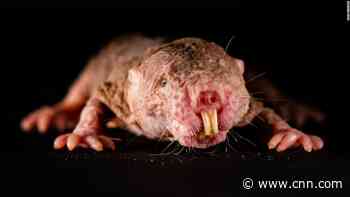Naked mole rats are 'xenophobic'