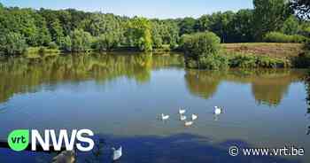 Natuurpunt redt beverburcht in Floordambos: "Hopen dat de bever niet gevlucht is" - VRT NWS