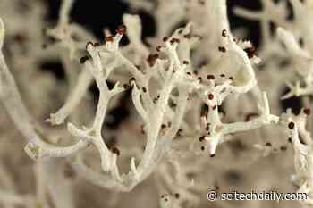 Reindeer Lichens Are Having More Sex Than Thought – Unexpected Levels of Genetic Diversity