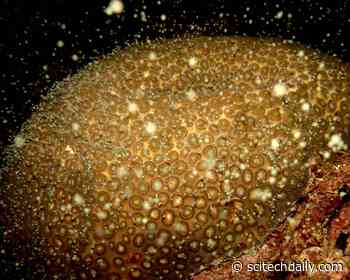 Huge International Effort: Forty Years of Coral Spawning Captured in One Place for the First Time