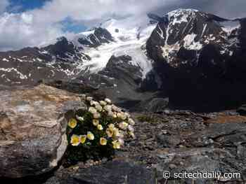 Disappearing Glaciers Puts Alpine Plants at Risk of Extinction