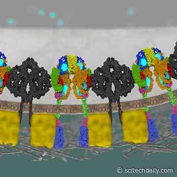 Promising Target for Diabetes Treatment Discovered by Scientists