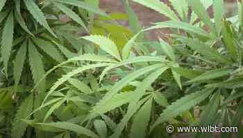 Oral arguments granted in medical marijuana case - WLBT