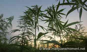 Alabama Could Legalize Medical Marijuana Under Bill Filed By Republican Senator - Marijuana Moment