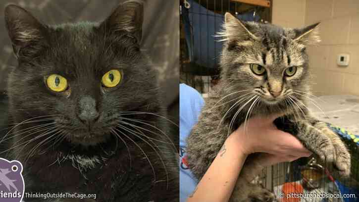 Furry Tails: Pogo And Smokey Are Waiting For Forever Homes