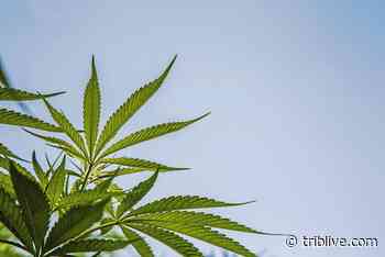 Constitutional ban on medical and recreational pot advances in Idaho - TribLIVE